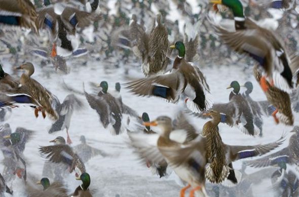 Name:  Best Photography Of The Month (8).jpg
Views: 592
Size:  45.7 KB