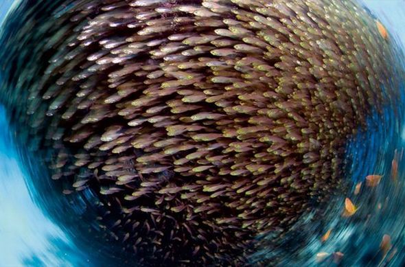 Name:  Best Photography Of The Month (9).jpg
Views: 611
Size:  58.4 KB