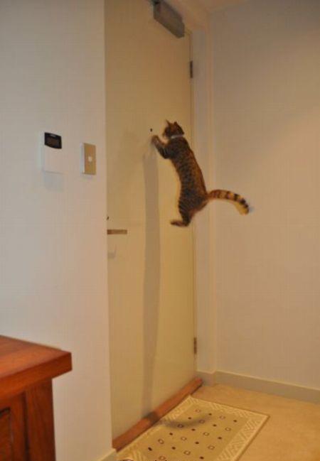 Name:  cat of the day.jpg
Views: 918
Size:  17.0 KB