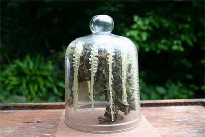 Name:  How Bees Make Honey in Jar (1).jpg
Views: 540
Size:  23.4 KB