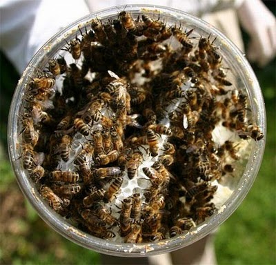 Name:  How Bees Make Honey in Jar (6).jpg
Views: 625
Size:  52.2 KB