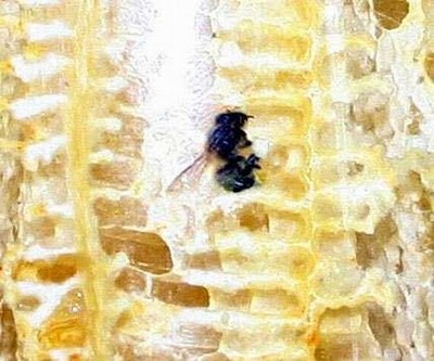 Name:  How Bees Make Honey in Jar (7).jpg
Views: 628
Size:  34.7 KB