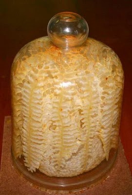 Name:  How Bees Make Honey in Jar (8).jpg
Views: 510
Size:  24.4 KB