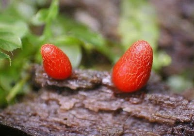 Name:  Who Knew Mushrooms Could Be So Beautiful.jpg
Views: 302
Size:  23.1 KB