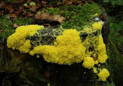 Name:  Who Knew Mushrooms Could Be So Beautiful (2).jpg
Views: 277
Size:  39.1 KB