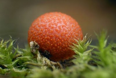 Name:  Who Knew Mushrooms Could Be So Beautiful (3).jpg
Views: 274
Size:  20.0 KB