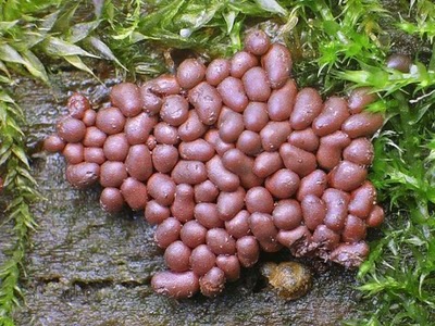 Name:  Who Knew Mushrooms Could Be So Beautiful (6).jpg
Views: 272
Size:  54.8 KB