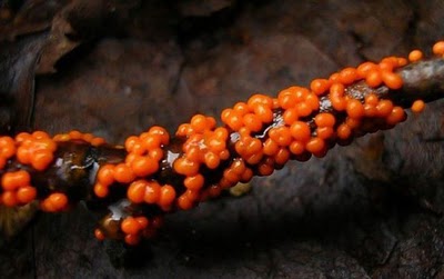 Name:  Who Knew Mushrooms Could Be So Beautiful (7).jpg
Views: 278
Size:  20.8 KB