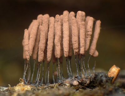 Name:  Who Knew Mushrooms Could Be So Beautiful (8).jpg
Views: 281
Size:  25.4 KB