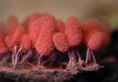 Name:  Who Knew Mushrooms Could Be So Beautiful (11).jpg
Views: 270
Size:  21.8 KB