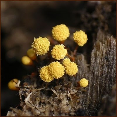 Name:  Who Knew Mushrooms Could Be So Beautiful (12).jpg
Views: 259
Size:  37.3 KB