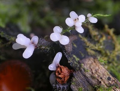 Name:  Who Knew Mushrooms Could Be So Beautiful (13).jpg
Views: 252
Size:  25.1 KB