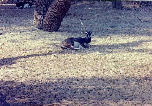 Name:  354047216_b9a64c2f1c.jpg
Views: 716
Size:  149.2 KB