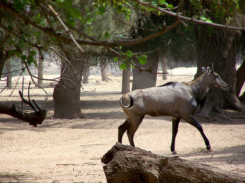 Name:  2530988590_568ebe40b1.jpg
Views: 1546
Size:  189.9 KB