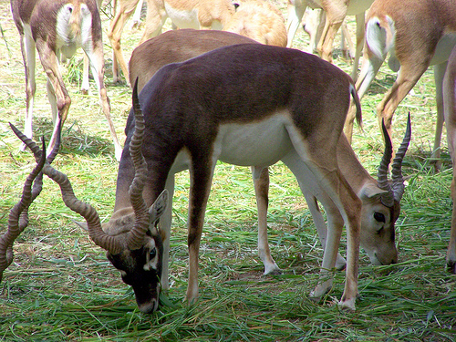 Name:  2530990660_4fe6e90164.jpg
Views: 703
Size:  229.1 KB