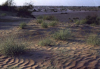 Name:  lalSuhanra_pic.jpg
Views: 647
Size:  27.0 KB