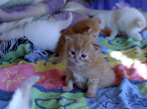 Name:  Funny cats of the day (1).jpg
Views: 686
Size:  96.4 KB