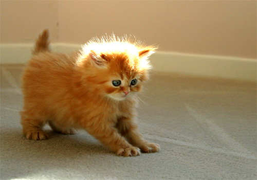Name:  Funny cats of the day (2).jpg
Views: 582
Size:  56.7 KB