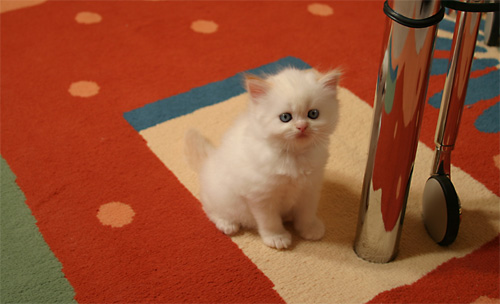 Name:  Funny cats of the day (3).jpg
Views: 496
Size:  55.4 KB