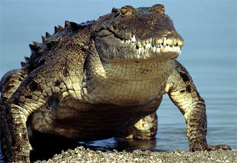 Name:  american-crocodile-emerging-water.jpg
Views: 780
Size:  29.8 KB