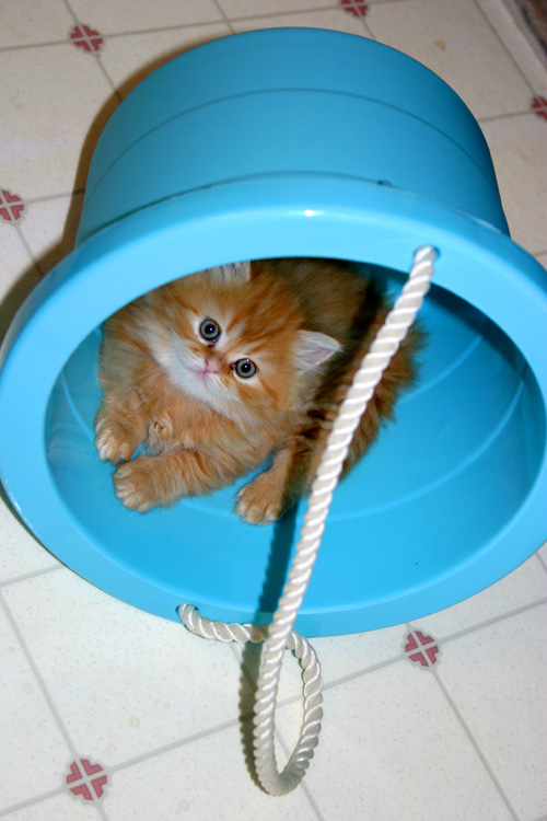 Name:  Funny cats of the day (4).jpg
Views: 508
Size:  115.9 KB