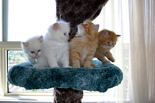 Name:  Funny cats of the day (5).jpg
Views: 537
Size:  71.1 KB