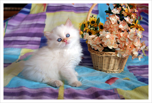 Name:  Funny cats of the day (6).jpg
Views: 502
Size:  94.0 KB