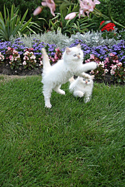Name:  Funny cats of the day (8).jpg
Views: 498
Size:  186.1 KB
