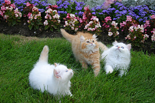 Name:  Funny cats of the day (9).jpg
Views: 523
Size:  91.1 KB