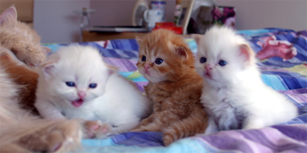 Name:  Funny cats of the day (10).jpg
Views: 535
Size:  59.9 KB