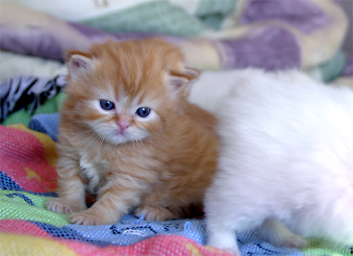 Name:  Funny cats of the day.jpg
Views: 514
Size:  92.0 KB