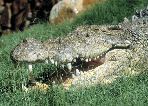 Name:  wildlife_reptiles_saltwater_crocodile.jpg
Views: 994
Size:  59.9 KB