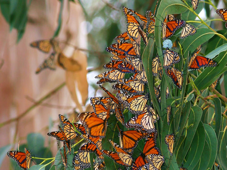 Name:  Monterey_Butterflies.jpg
Views: 758
Size:  120.9 KB