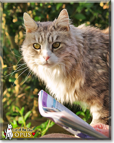 Name:  26 cat.jpg
Views: 315
Size:  80.2 KB