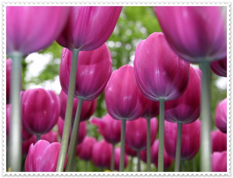 Name:  Tulips Pictures.jpg
Views: 2858
Size:  118.3 KB