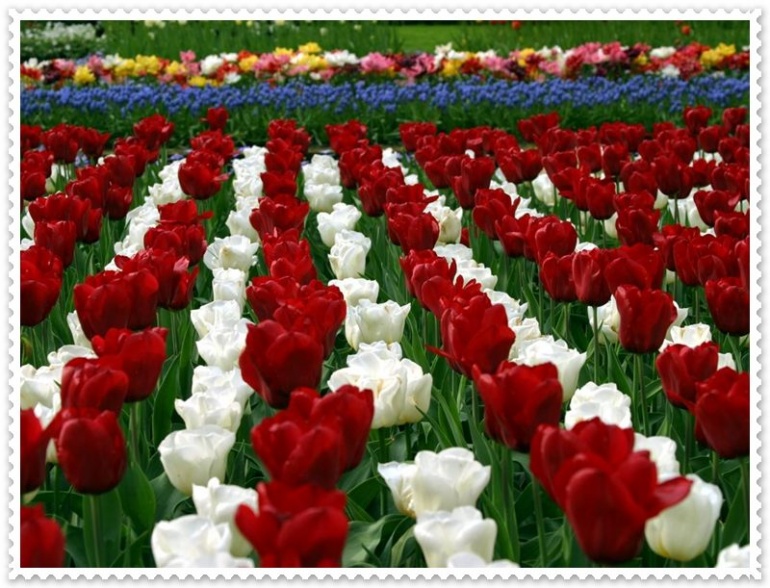 Name:  Tulips Pictures (1).jpg
Views: 5289
Size:  183.3 KB