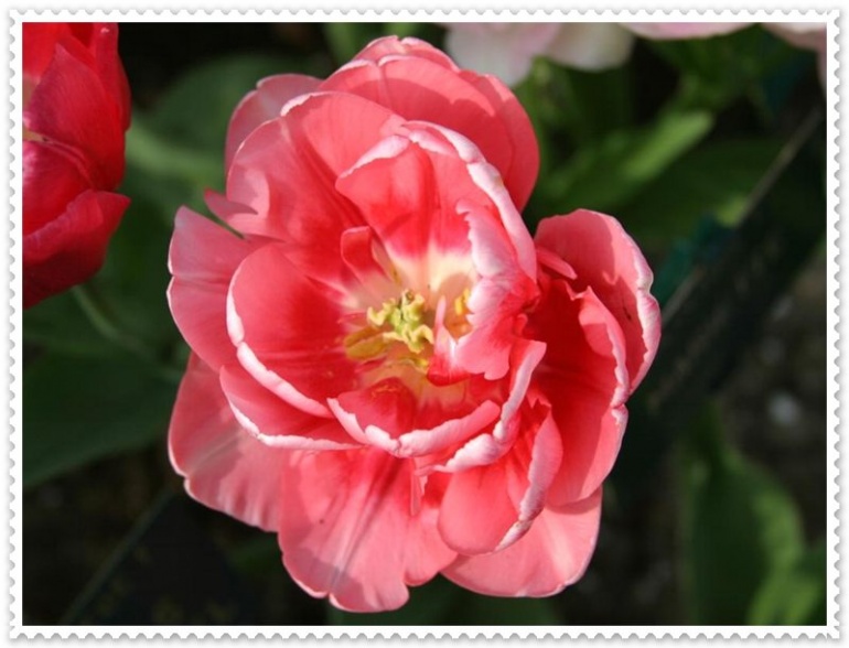 Name:  Tulips Pictures (2).jpg
Views: 1059
Size:  115.3 KB