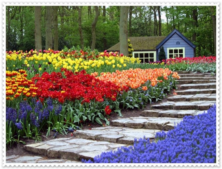 Name:  Tulips Pictures (3).jpg
Views: 1249
Size:  241.6 KB
