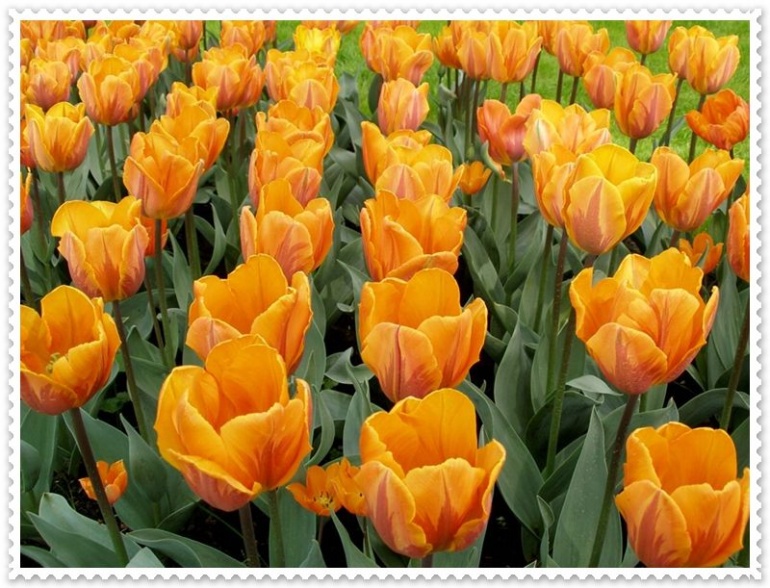 Name:  Tulips Pictures (6).jpg
Views: 1052
Size:  187.0 KB