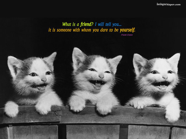 Name:  3 cats.jpg
Views: 453
Size:  55.4 KB