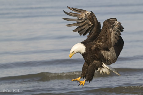 Name:  eagle.jpg
Views: 279
Size:  51.3 KB