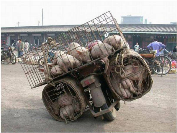 Name:  The Amazing Ways Of Transport (1).jpg
Views: 795
Size:  56.1 KB