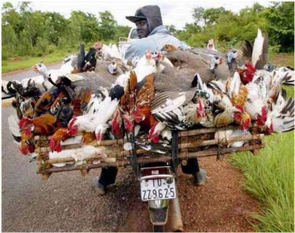 Name:  The Amazing Ways Of Transport (10).jpg
Views: 505
Size:  75.5 KB