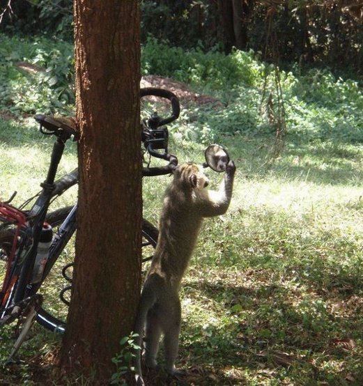 Name:  only-in-africa; funny_africa (4).jpg
Views: 1690
Size:  93.7 KB