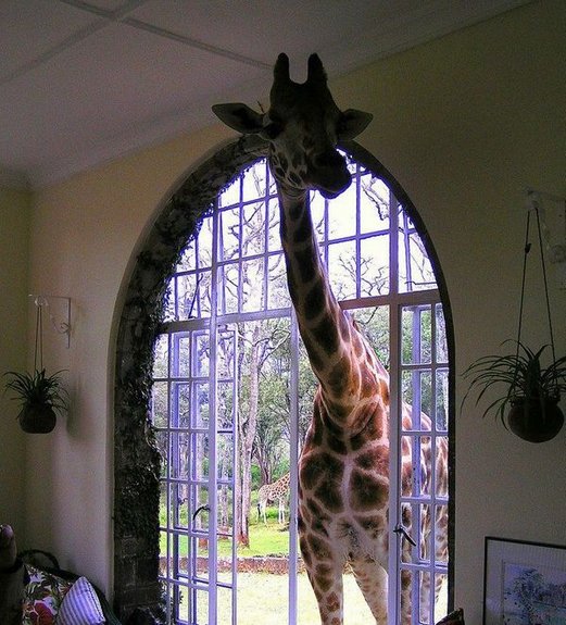 Name:  only-in-africa; funny_africa (9).jpg
Views: 1472
Size:  83.9 KB