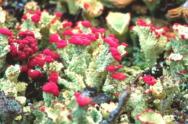 Name:  Copy of British soldier lichen.jpg
Views: 3240
Size:  60.9 KB