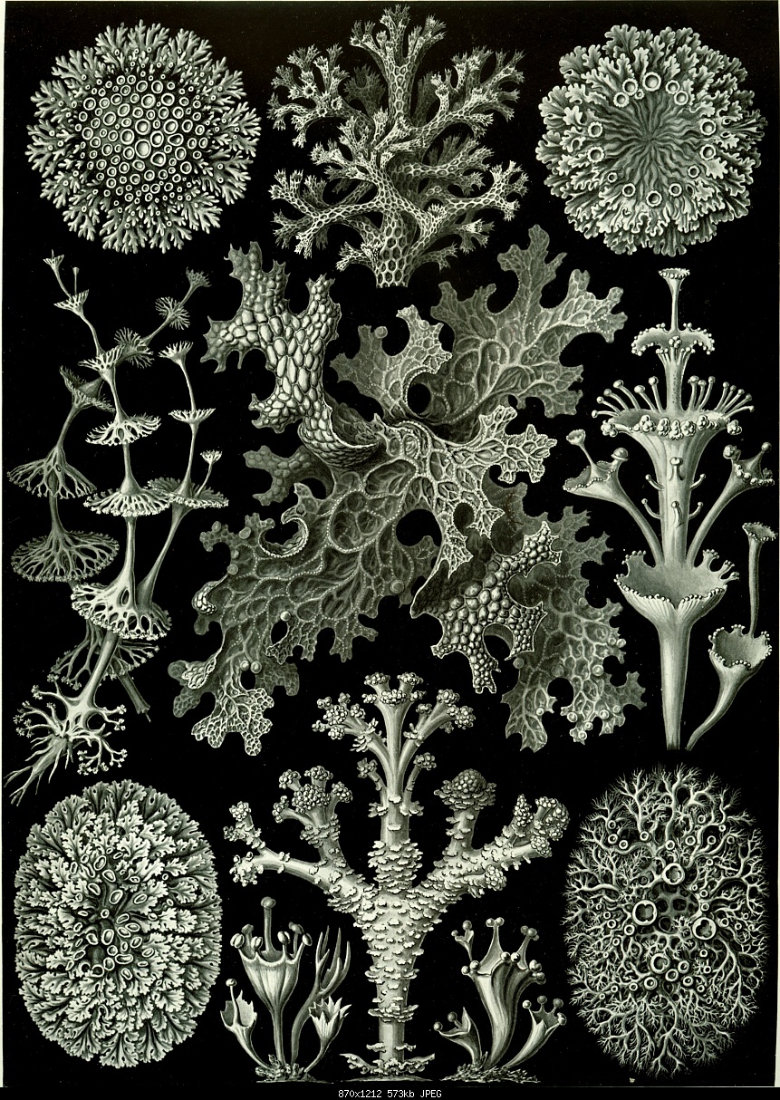 Click image for larger version

Name:	Copy of Haeckel_Lichenes.jpg
Views:	529
Size:	572.7 KB
ID:	21749