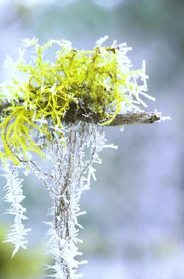 Name:  Copy of Hoar frost on horse hair lichen.jpg
Views: 2702
Size:  20.2 KB