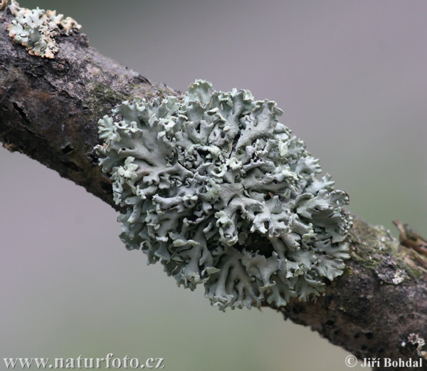 Name:  Copy of tube-lichen-22219.jpg
Views: 5613
Size:  84.2 KB