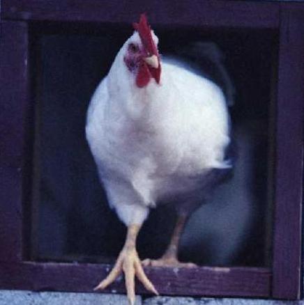 Name:  1221718064.jpg
Views: 471
Size:  19.9 KB